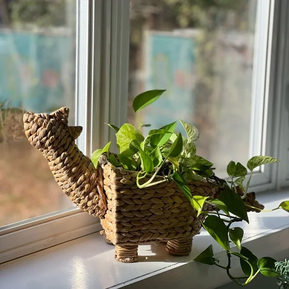 Woven Dinosaur Basket - Nursery Decor of Plant Holder - Picture 5 of 8